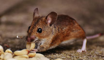 24 Hour & Emergency Exterminators in Platteville, CO